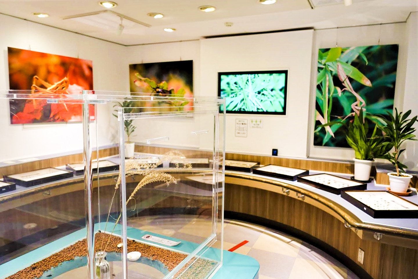 🦋 미노 공원 곤충관(미노오코우엔콘추우칸) 이미지 5